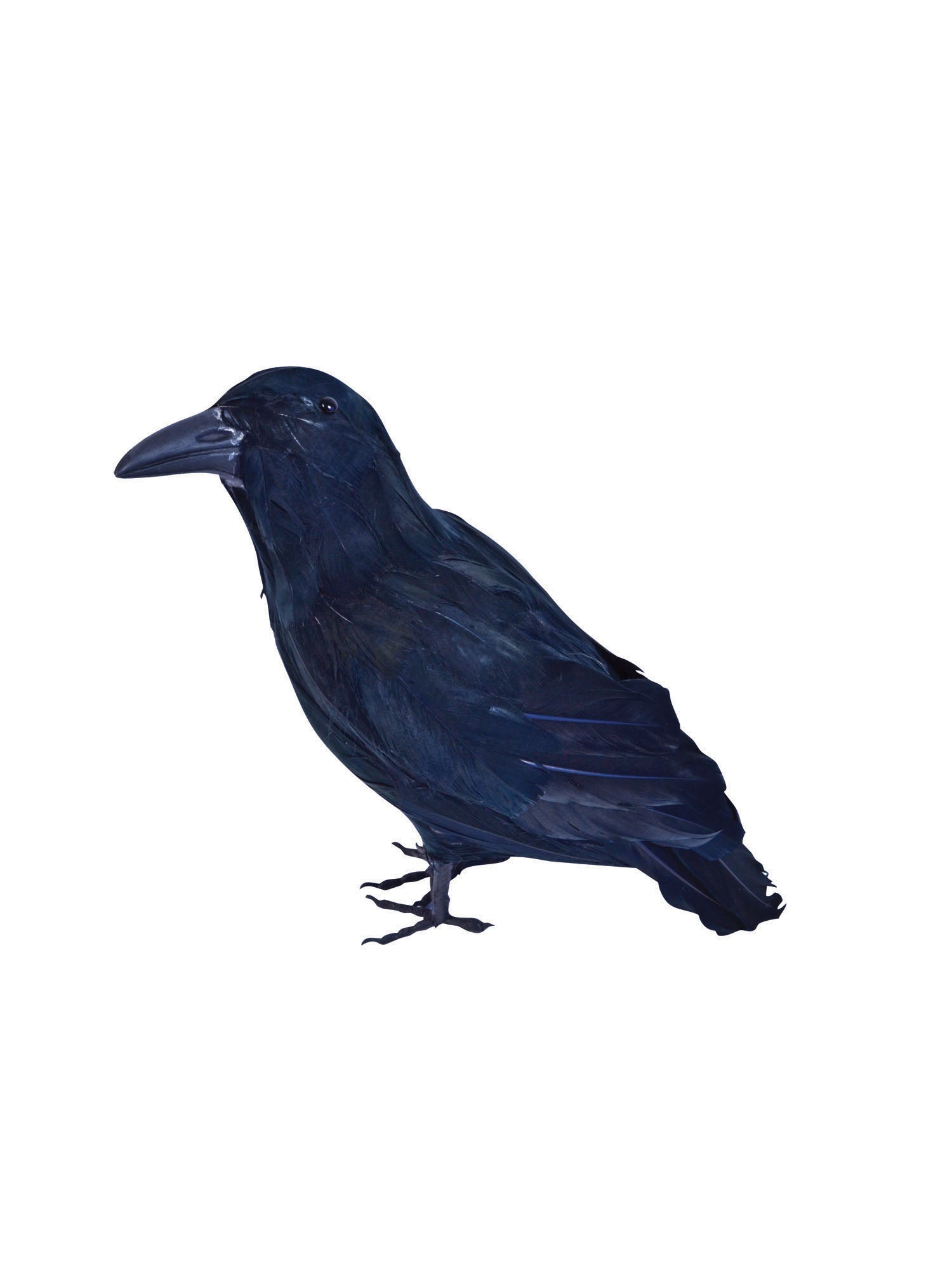 Feder Raben Kostümzubehör